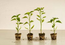 Čarobna zemlja za sobno cveće carobna-zemlja-za-sobno-cvece