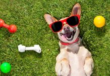 Najbolja oprema za pse Najbolja oprema za pse