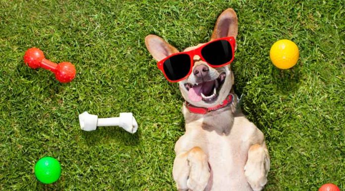 Najbolja oprema za pse Najbolja oprema za pse