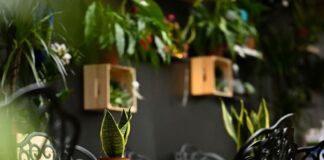 Looking for a Hidden Café in Belgrade? Start with Foresta Belville Looking for a Hidden Café in Belgrade? Start with Foresta Belville
