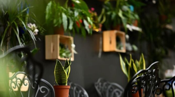 Looking for a Hidden Café in Belgrade? Start with Foresta Belville Looking for a Hidden Café in Belgrade? Start with Foresta Belville